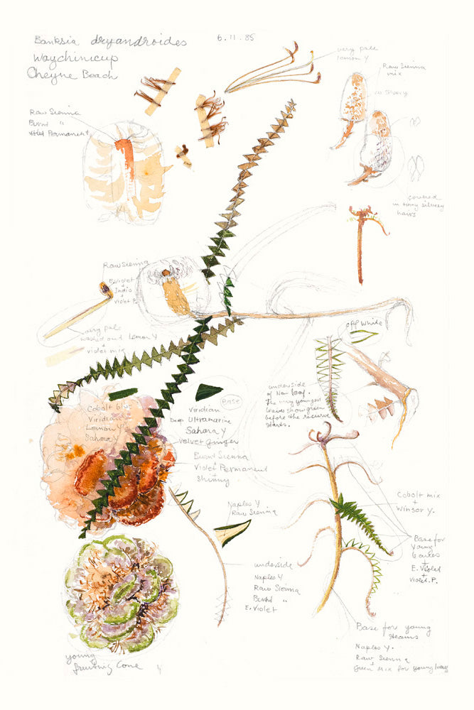 Banksia dryadroides (field notes)