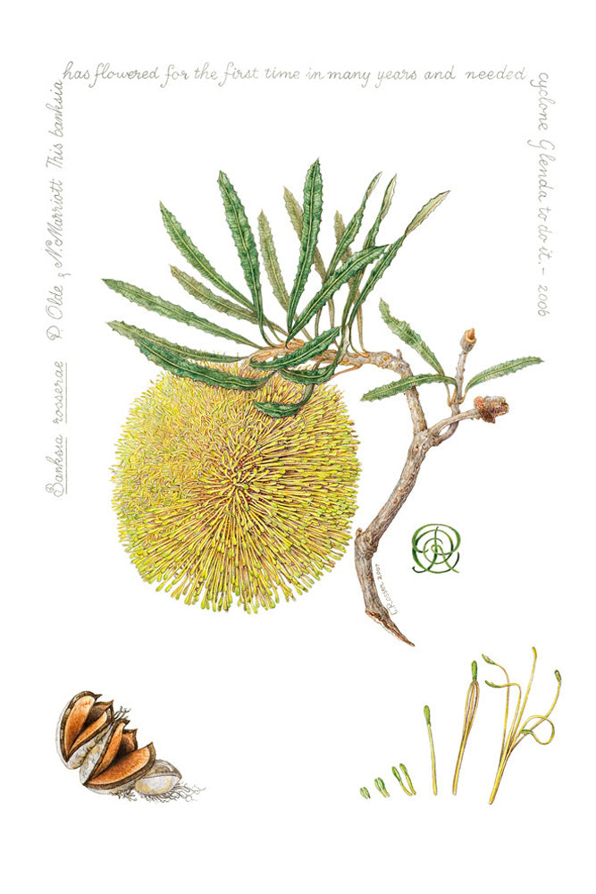 Banksia rosserae (Named in artist honour)