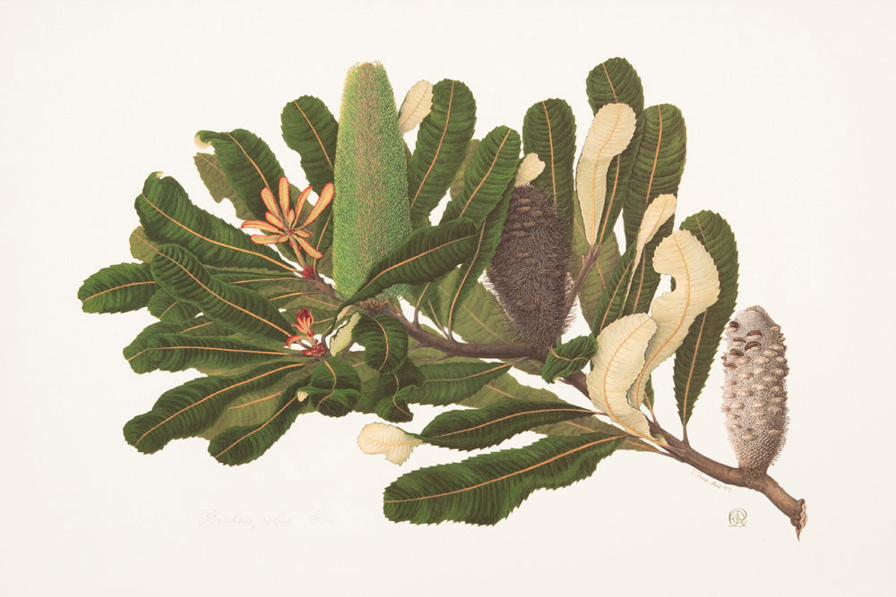 Banksia robur