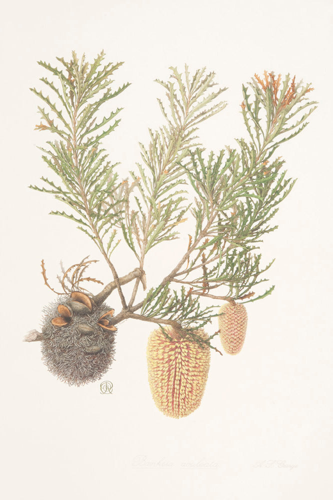 Banksia aculeata