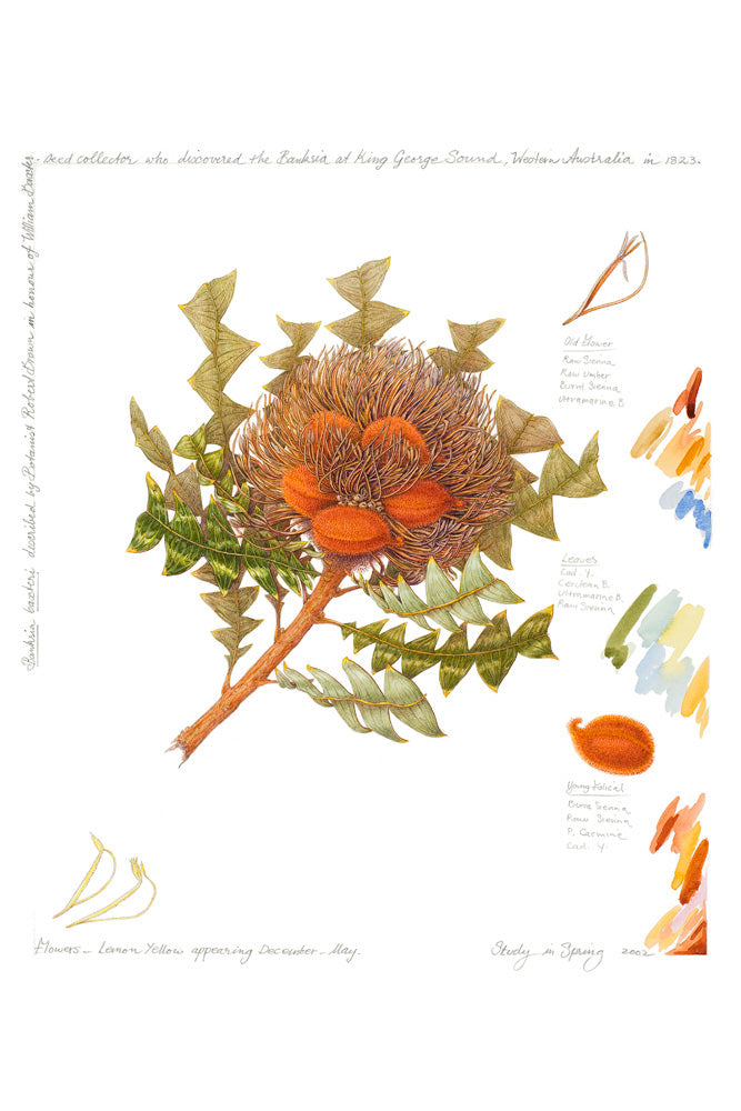 Banksia baxteri ‘Study in Spring’