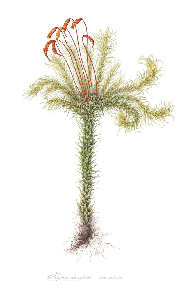Hypnodendrum comosum (Sphagnum)
