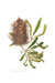 Banksia serrata 3